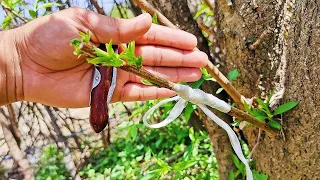 How to graft plum on apricot | Plum Grafting technique