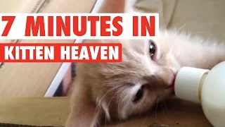 7 Minutes in Kitten Heaven Video Compilation 2016