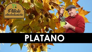 Il Platano, un albero diventato cittadino.
