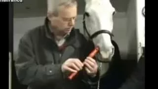 Horses are man s best friend   Top 10 funny horse video 2015