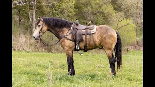 Gunsmoke - Friesian/Draft Cross