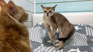 Alien kitten's hilarious reaction to sand cats and maine coons