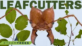 How do leafcutter ants cut leaves off of trees? #TeamTrees