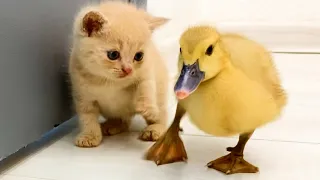 Funny duckling thinks that kitten is his mom