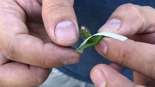 How to Graft a Dragon Fruit Seedling Part 1