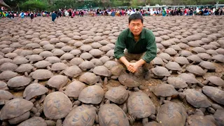 Почему в Китае поедание черепах может спасти их от вымирания?