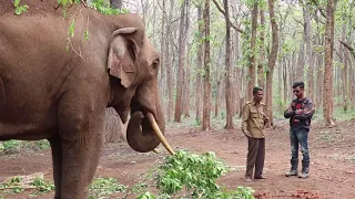 | True People | The Mahouts of Sakrebylu Elephant Camps | Wrangler's True Wanderer Contest |