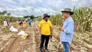 DUBLE KITA sa Corn Grain + Silage Production Simultaneously!