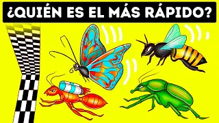 ¿Quién ganaría en una carrera entre los insectos más rápidos?