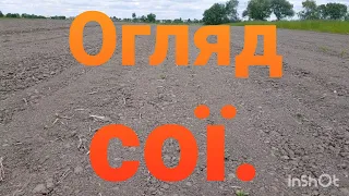 Огляд сої з різним обробітком грунту і попередниками.