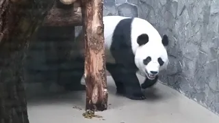 Панды Диндин и Жуи в Московском Зоопарке 🐼🐼❤❤ Panda in Moscow Zoo
