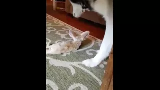 Lucy the fennec fox gives "love bites"