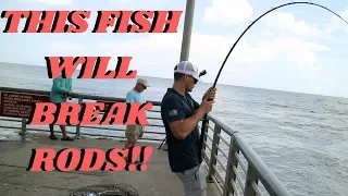 They Should Make This Fish Legal To Keep!! (Sebastian Inlet Fishing) 90000 view challenge