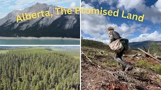 Planting Trees in the Glorious Land of Alberta