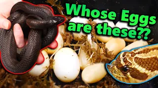 Our Kingsnake AND Hognose Laid Eggs!!
