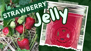 Strawberry Jelly | Useful Knowledge