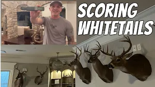 How to Score Whitetail Deer// Rackulator // Whitetail Bucks Scoring// [Review]