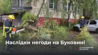 Повалені дерева, затоплені вулиці та пошкоджені електроопори: негода на Буковині завдала лиха