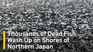 Thousands of Dead Fish Wash Up on Shores of Northern Japan | TaiwanPlus News