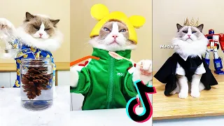 ✨ 1 Hour Edition ✨ 💕 that little puff tiktok compilation | chef cat