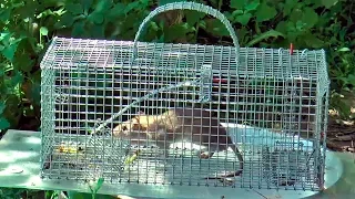 КРЫСОЛОВКА ЖИВОЛОВКА! Как поймать крысу мышу homemade rat-trap