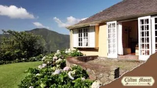 Jamaica Blue Mountain Coffee - Clifton Mount Estate