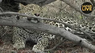 safariLIVE - Sunrise Safari - November 10, 2018