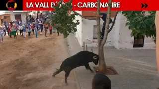 ¿AGUANTARÁ EL ÁRBOL? 2+3 TOROS EN EL BARRIO CARBONAIRE DE LA VALL D´UIXÓ