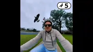 New South Welshman Tests Magpie-Repelling Helmet