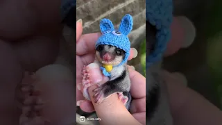 Cute Baby Sugar Glider 🥰