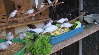 Java Finch Aviary | Sunday Morning, May 8th, 2022 | More Chicks From Java Sparrows