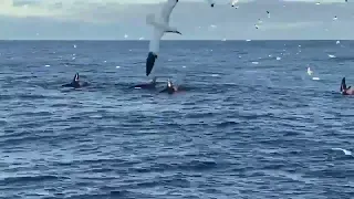 Orcas splashing their tails west of Foula. Video: John Lowrie Irvine