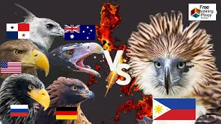 PHILIPPINE EAGLE VS GOLDEN EAGLE | TOP 5 LARGEST EAGLE