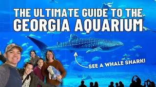 The Ultimate Guide To The Georgia Aquarium In Atlanta