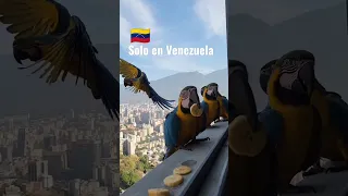 Guacamayas de Caracas, Venezuela 🇻🇪