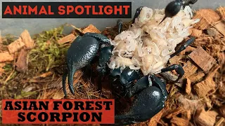 Animal Spotlight | Asian Forest Scorpion