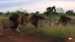 Five lions fighting  in Kruger National Park