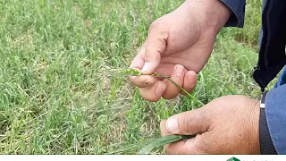 AFSC - Adjusting Cereal Crops