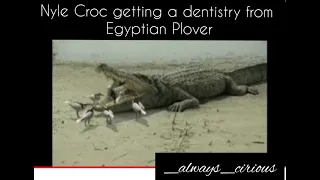 Nile Croc getting tooth job from Egyptian Plover, Croc keep it's mouth clean when Plover gets food