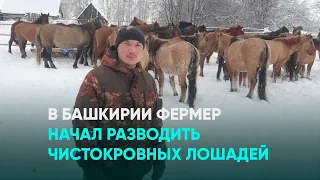 В Башкирии фермер начал разводить чистокровных лошадей