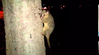 Possums in the Gunnamatta Park Sydney