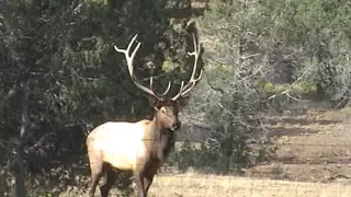 Thick country and Archery Elk