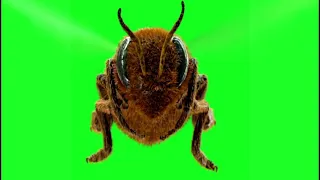 Bee Green Screen Animated Videos.