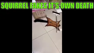 Squirrel Fakes It's own Death and Crime Scene