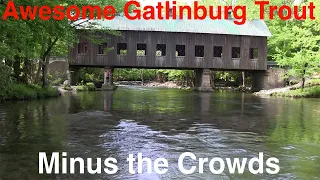Awesome Trout Fishing Minutes from Gatlinburg Without the Crowds
