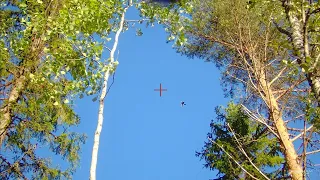 Kyyhkyn metsästys 2023.  shotkam pigeon hunting