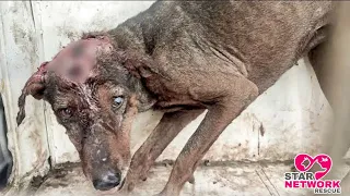 Rescued Street dog with a huge infected wound on his head.