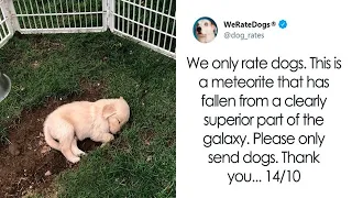 Times People Asked To Rate Their Dogs And Got Hilariously Wholesome Results | New Pics