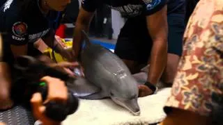 История дельфина 2 - трейлер