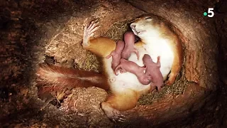 Birth of squirrel